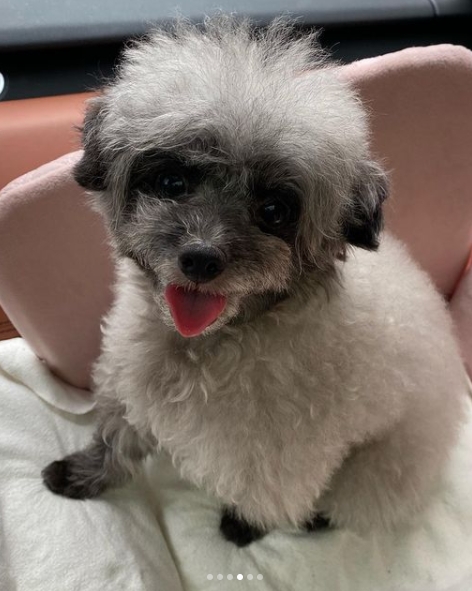 ユリ犬