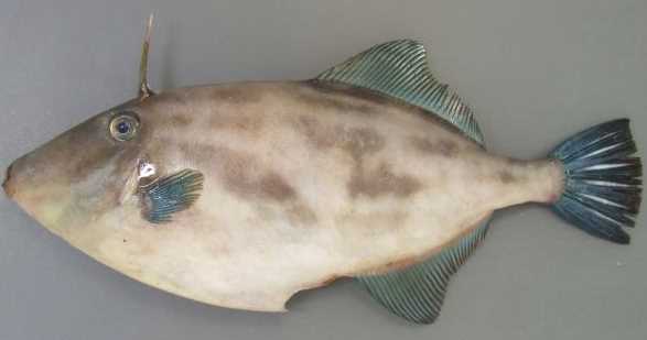 初恋の相手は魚?その意外なエピソード